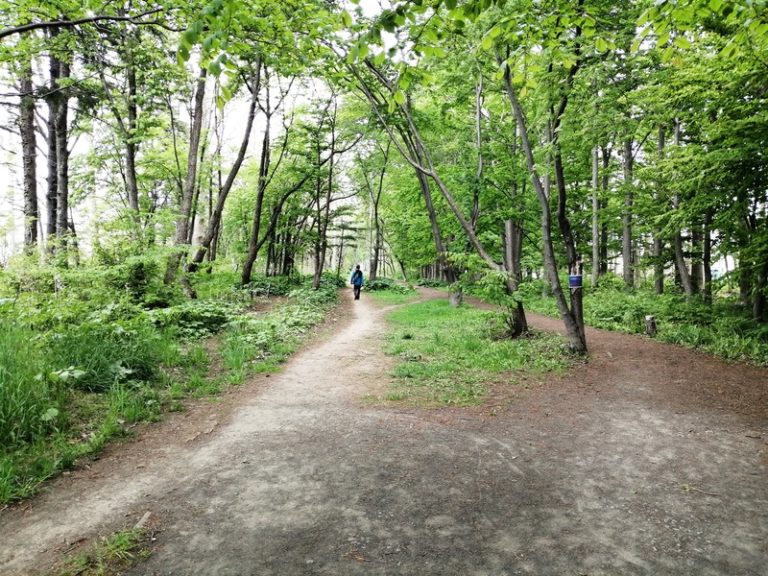 ポプラ通中央緑地（屯田防風林）：北区 | 札幌市公園情報-札幌パーク（SapporoPark）