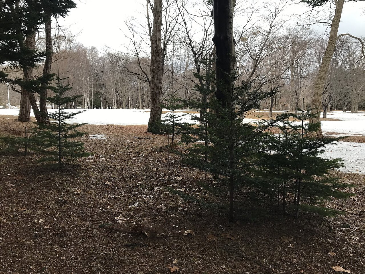 雪が残る早春の真駒内公園の林
