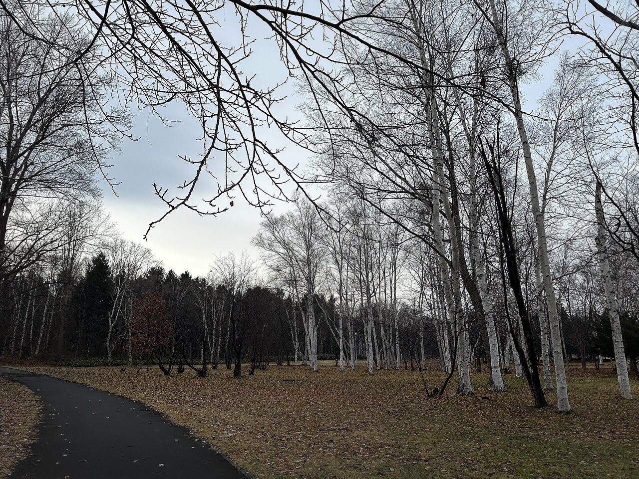 秋の終わりの真駒内公園の園路と樹林