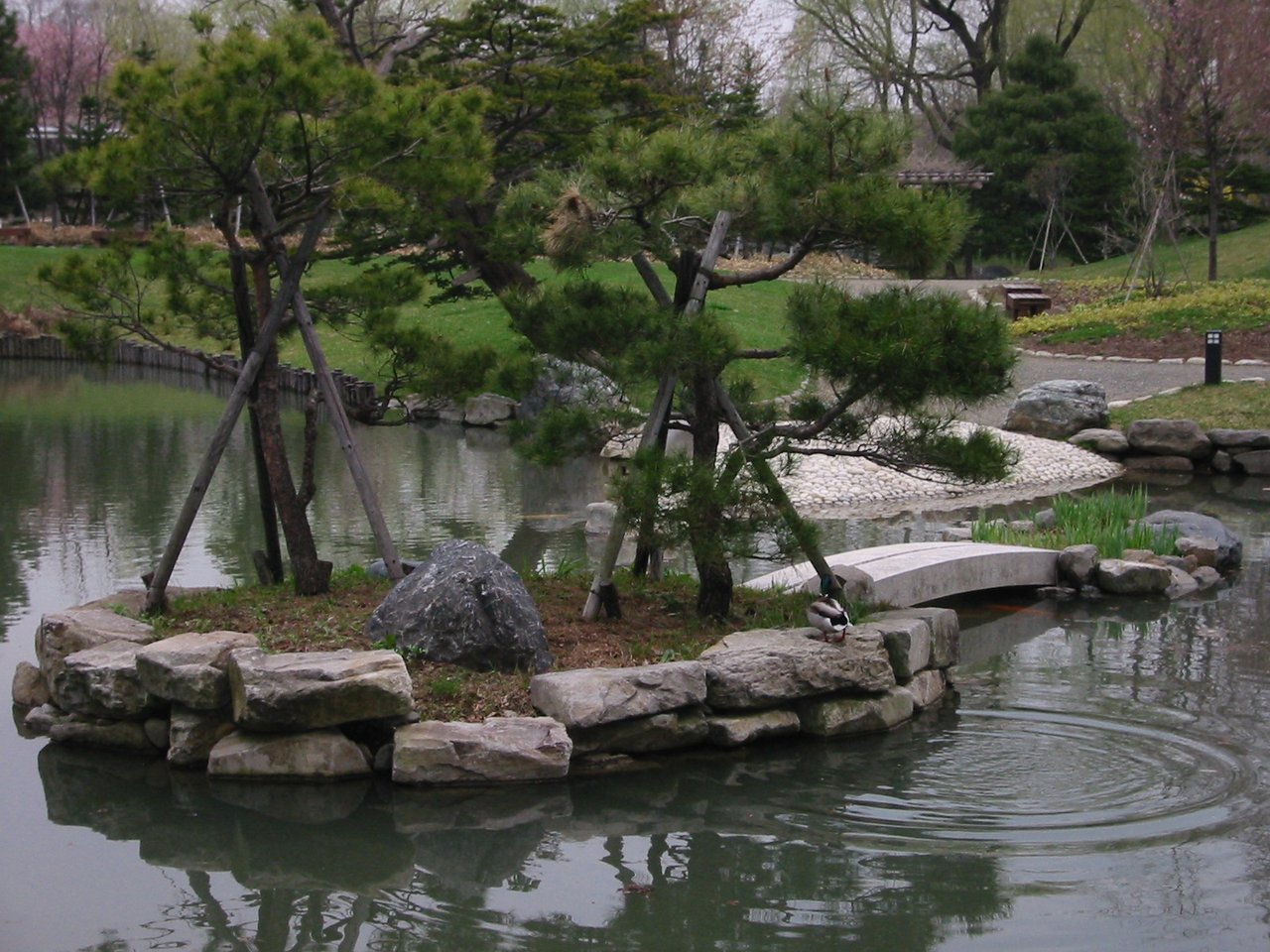 新緑の中島公園の池