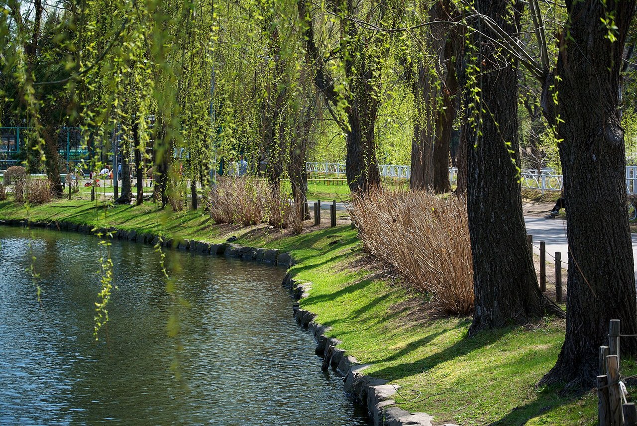 月寒公園の池と柳