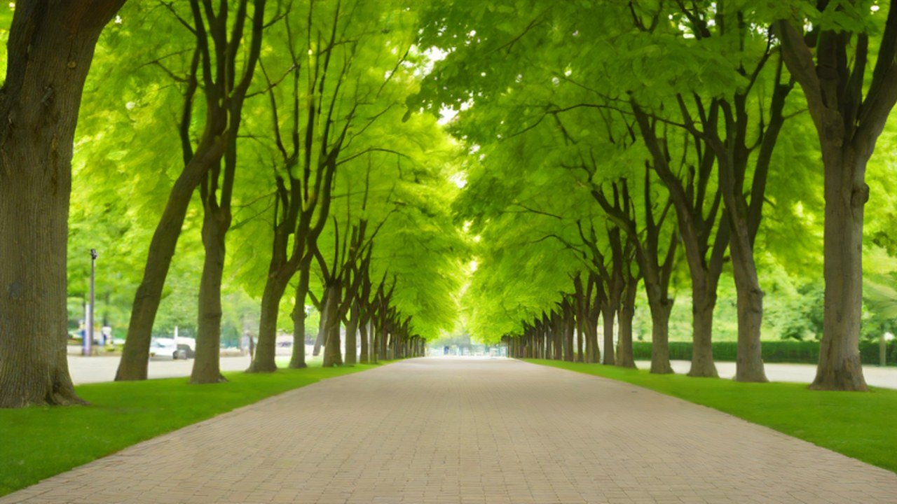 木立のある公園の園路