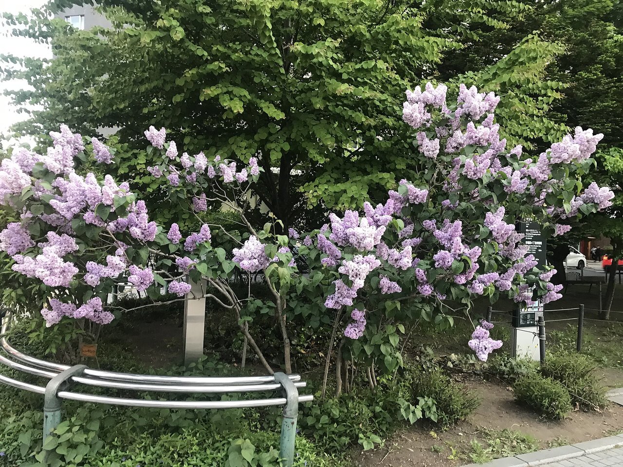 大通公園に咲くライラックの花